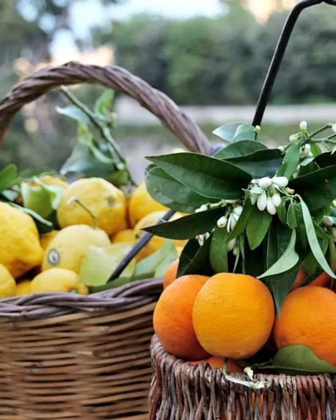 Sagre a Rodi Garganico